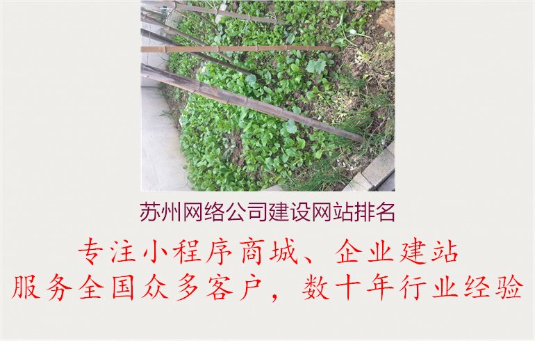 苏州网络公司建设网站排名.jpg